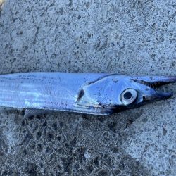 アオリイカ不発