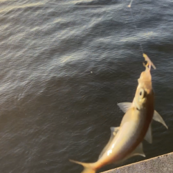 ジグサビキでアジ釣り