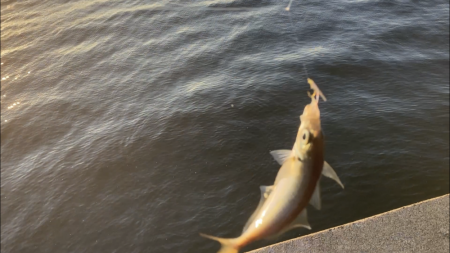 ジグサビキでアジ釣り