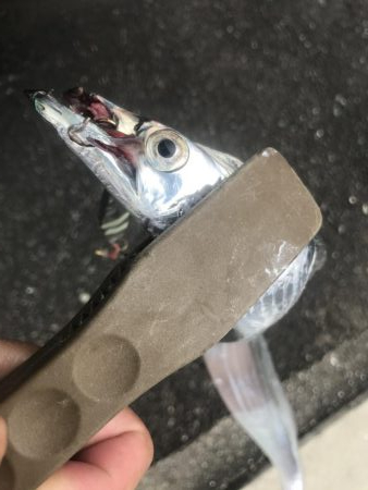 朝マズメの太刀魚釣り