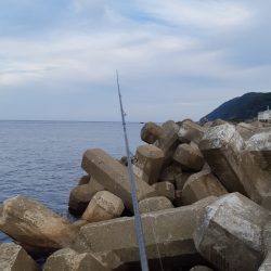 イカの気持ち２