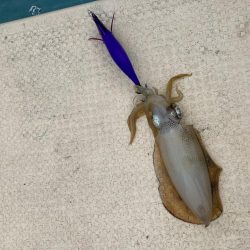 小鳴門でアオリイカ