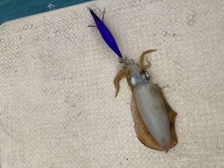 小鳴門でアオリイカ