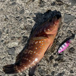 ベイトの戯れ　2