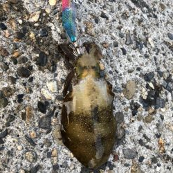 アオリイカエギング②