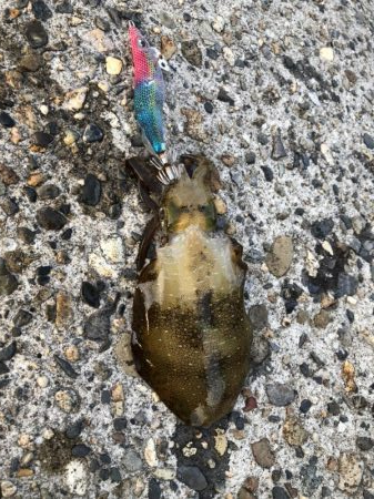 アオリイカエギング②