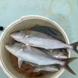 津島でライトジギング