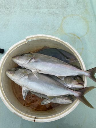 津島でライトジギング