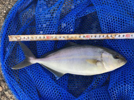 ダンゴでシオ！