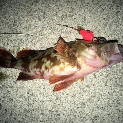 ガシラでボウズ脱出