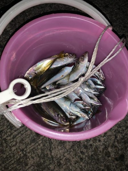 久々のアジ！！