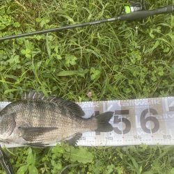 初めてのぬーちー