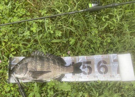 初めてのぬーちー