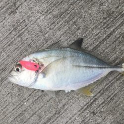 たかたか釣り日記