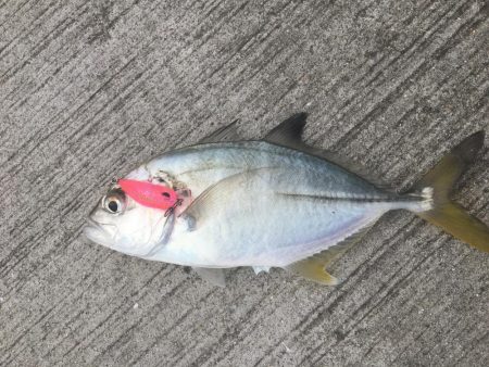 たかたか釣り日記