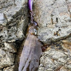 雨と風の中エギング