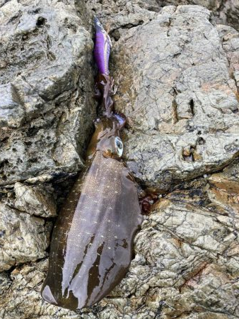 雨と風の中エギング