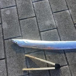 久しぶり太刀魚