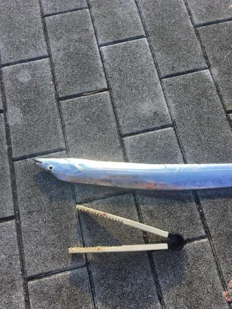 久しぶり太刀魚