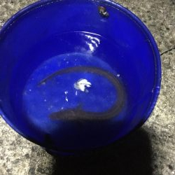 第二回アナゴ祭りのはずが…