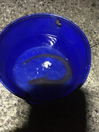 第二回アナゴ祭りのはずが…