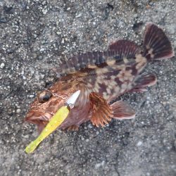 武庫一でライトワインド！