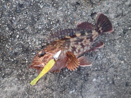 武庫一でライトワインド！