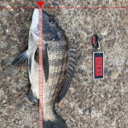 なんとかボウズ逃れ