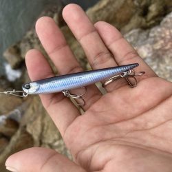 シーバス青物調査