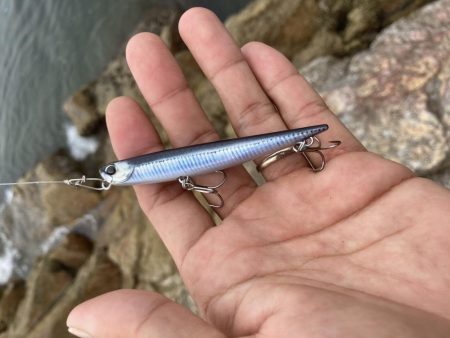 シーバス青物調査