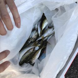 アジの南蛮漬けが食べたい！！