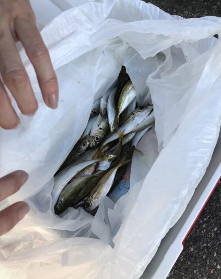 アジの南蛮漬けが食べたい！！