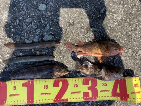 旧波止場で穴釣り！