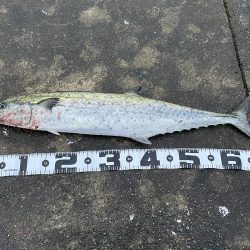 和田坊でサワラ