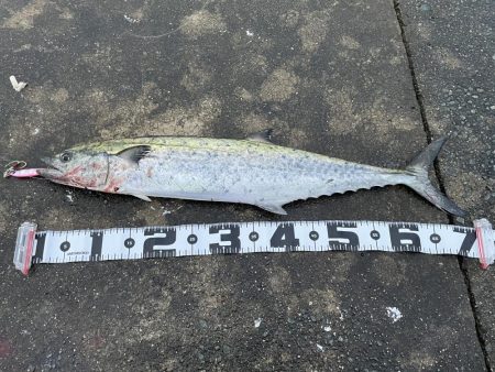 和田坊でサワラ