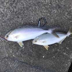 今日は、シオの日