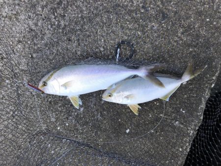 今日は、シオの日