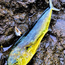 ヒラマサちゃうんかーい