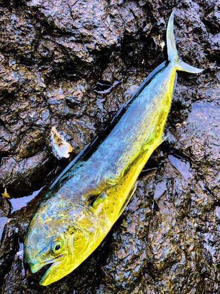 ヒラマサちゃうんかーい