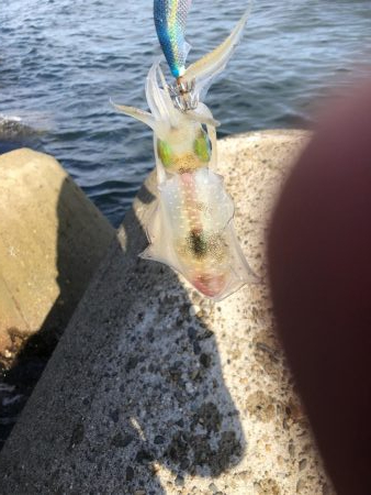 アオリイカエギング