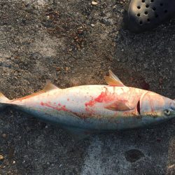 ショアジギング