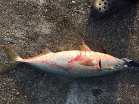 ショアジギング