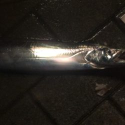 とても渋いシーサイド