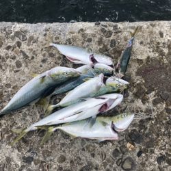 泉佐野一文字 青物爆釣