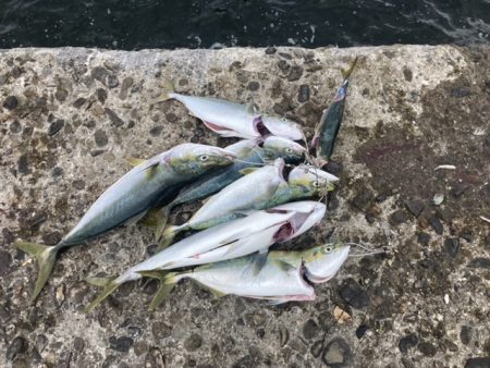 泉佐野一文字 青物爆釣