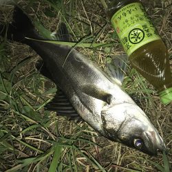 ゴッゴゴン!!とススギが釣れました