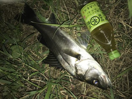 ゴッゴゴン！！とススギが釣れました