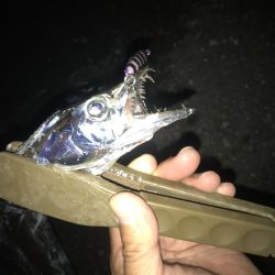 夕マズメの太刀魚釣り
