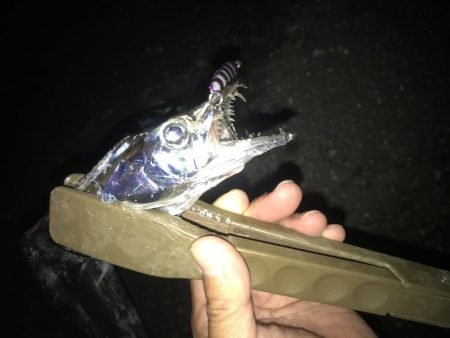 夕マズメの太刀魚釣り