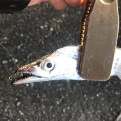 朝マズメの太刀魚釣り